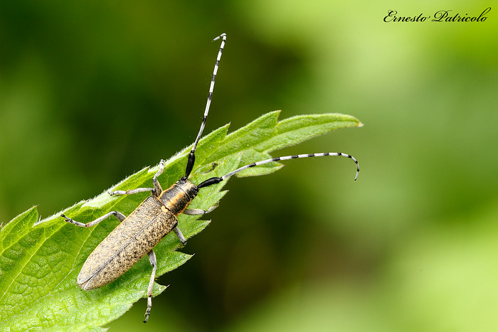 Agapanthia villosoviridescens